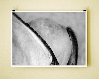 MANE AND TAIL - 8x10 Signed Fine Art Photograph