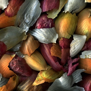 MIXED ONION SKINS 8x10 Signed Fine Art Photograph image 2