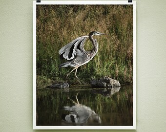 HERON DANCE - 8x10 Signed Fine Art Photograph