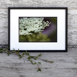 LACE BLOSSOM 8x10 Signed Fine Art Photograph image 4