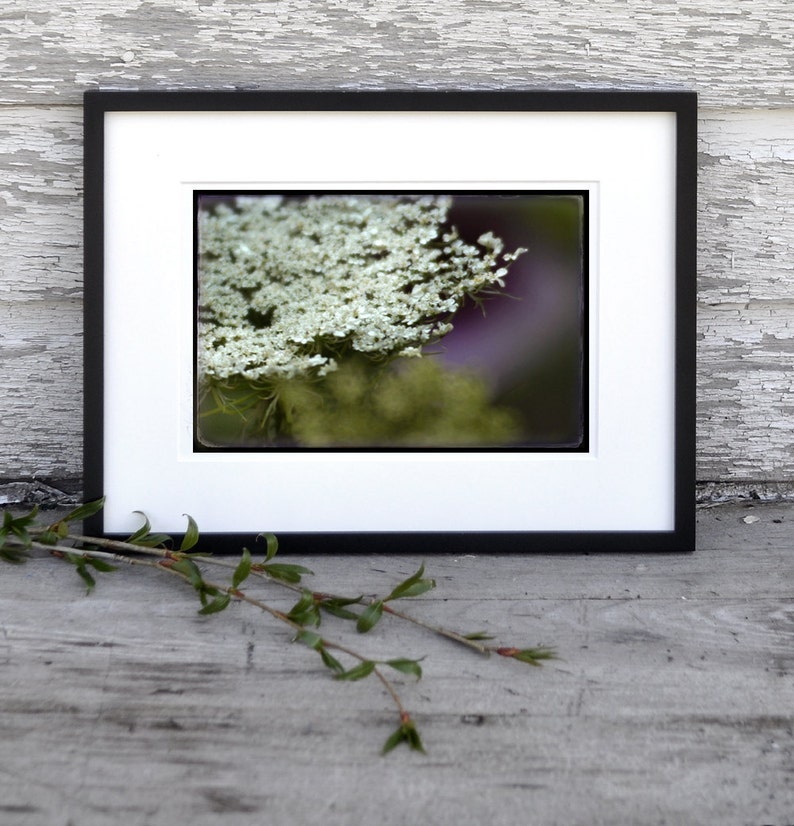 LACE BLOSSOM 8x10 Signed Fine Art Photograph image 4