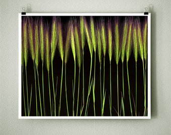 HORSETAIL GRASS - 8x10 Signed Fine Art Photograph