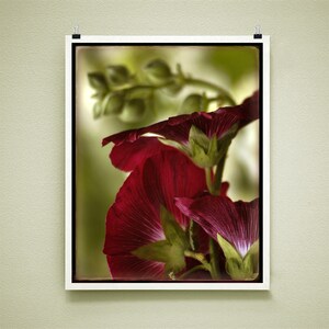 BETTY'S HOLLYHOCKS - Signed Fine Art Photograph, 8x10