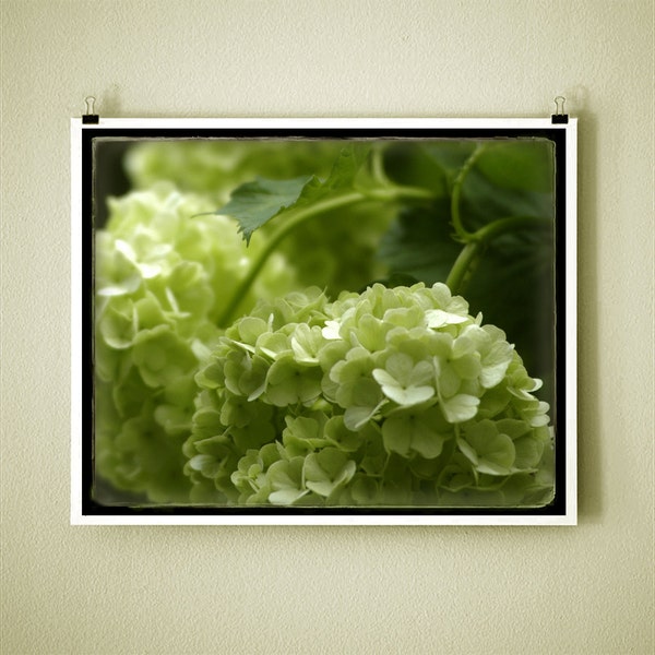 EARLY HYDRANGEA PAUSE - 8x10 Signed Fine Art Photograph