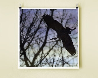 HERON FLIGHT- 8x8 Signed Fine Art Photograph