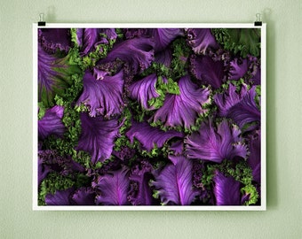 FLOWERING KALE - 8x10 Signed Fine Art Photograph