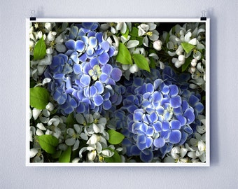 BLUE HYDRANGEA - 8x10 Signed Fine Art Photograph