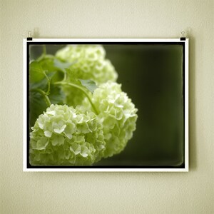 EARLY HYDRANGEA GLOW - 8x10 Signed Fine Art Photograph