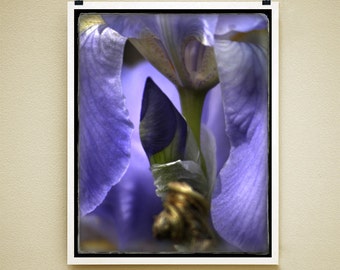 IRIS BUD - 8x10 Signed Fine Art Photograph