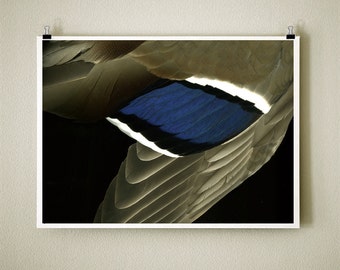 MALLARD WING - 8 x10 Signed Fine Art Photograph