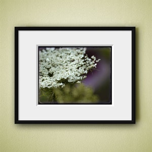 LACE BLOSSOM 8x10 Signed Fine Art Photograph image 3