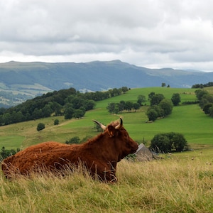Stampa fotografica di una mucca Salers in un paesaggio montano - Foto stampata su carta pregiata