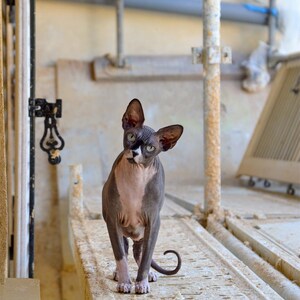 Stampa fotografica di un gatto Sphynx in un cantiere - Foto stampata su carta pregiata