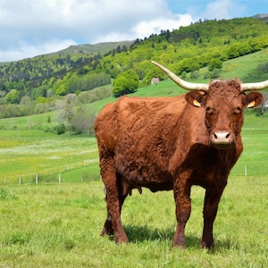 Stampa fotografica di una mucca Salers nei verdi paesaggi dell'Alvernia - Decorazione murale - Foto stampata su carta pregiata