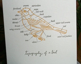 topography of a bird letterpress card