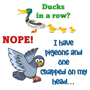 May include: A cartoon illustration of a duck with the text "Ducks in a row?" above it. Below the duck is the text "NOPE!" and a cartoon illustration of a pigeon with the text "I have pigeons and one crapped on my head..." below it.