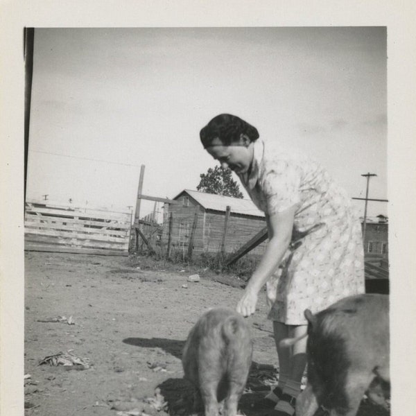 Original Vintage Photo Snapshot Woman & Pigs Hogs 1930s-40s