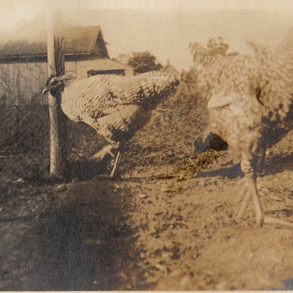 Original Vintage Foto Snapshot Hühner Hühner vergitterten Felsen der 1920er Jahre
