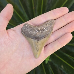 High Quality Megalodon Shark Tooth - approx 3 inches long