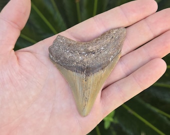 Megalodon Shark Tooth Fossil - Authentic Collector's Specimen (3.25 inches)
