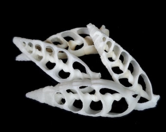 Center Cut Cerithium vertagus seashells (approx 1.5 - 2 inches) - Choose amount (1-50)