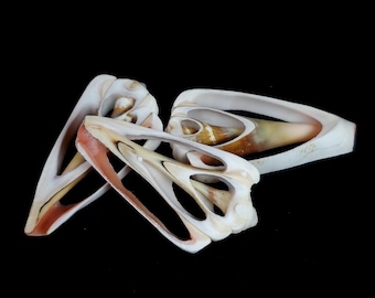 Center Cut Strawberry Strombus seashells (approx 1.5 - 2 inches) - Choose amount (1-50)