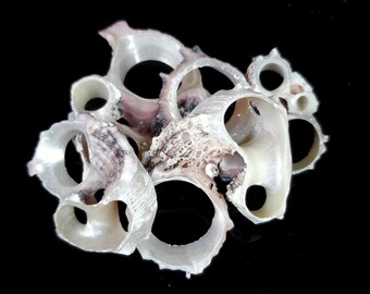 Center Cut Delphinula seashells (approx 1.25 - 1.75 inches)