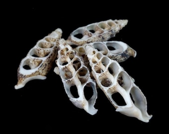 Center Cut Cerithium Aloco seashells (approx 2 - 2.5 inches) - Choose amount (1-50)