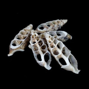 May include: A group of five white seashells with brown markings. The shells are hollow and have a lattice-like pattern.