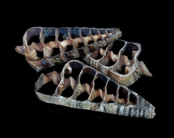 Center Cut Cerithium vertagus seashells (approx 2 - 3 inches) - Choose amount (1-50)