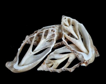 Center Cut Strombus aurisdiane seashells (approx 2 - 3 inches) - Choose amount (1-50)