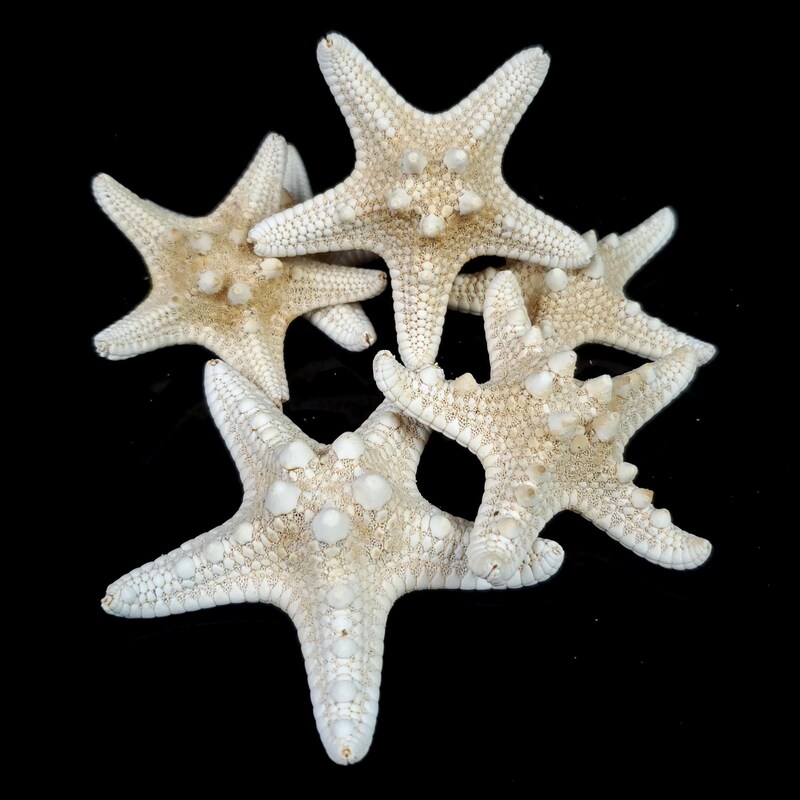 Starfish for Crafts - Etsy