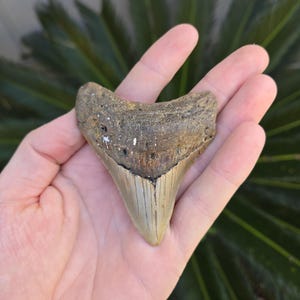 High Quality Megalodon Shark Tooth - approx 3 inches long