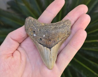 Megalodon Shark Tooth Fossil – Authentic Prehistoric Relic (3.25 inch)
