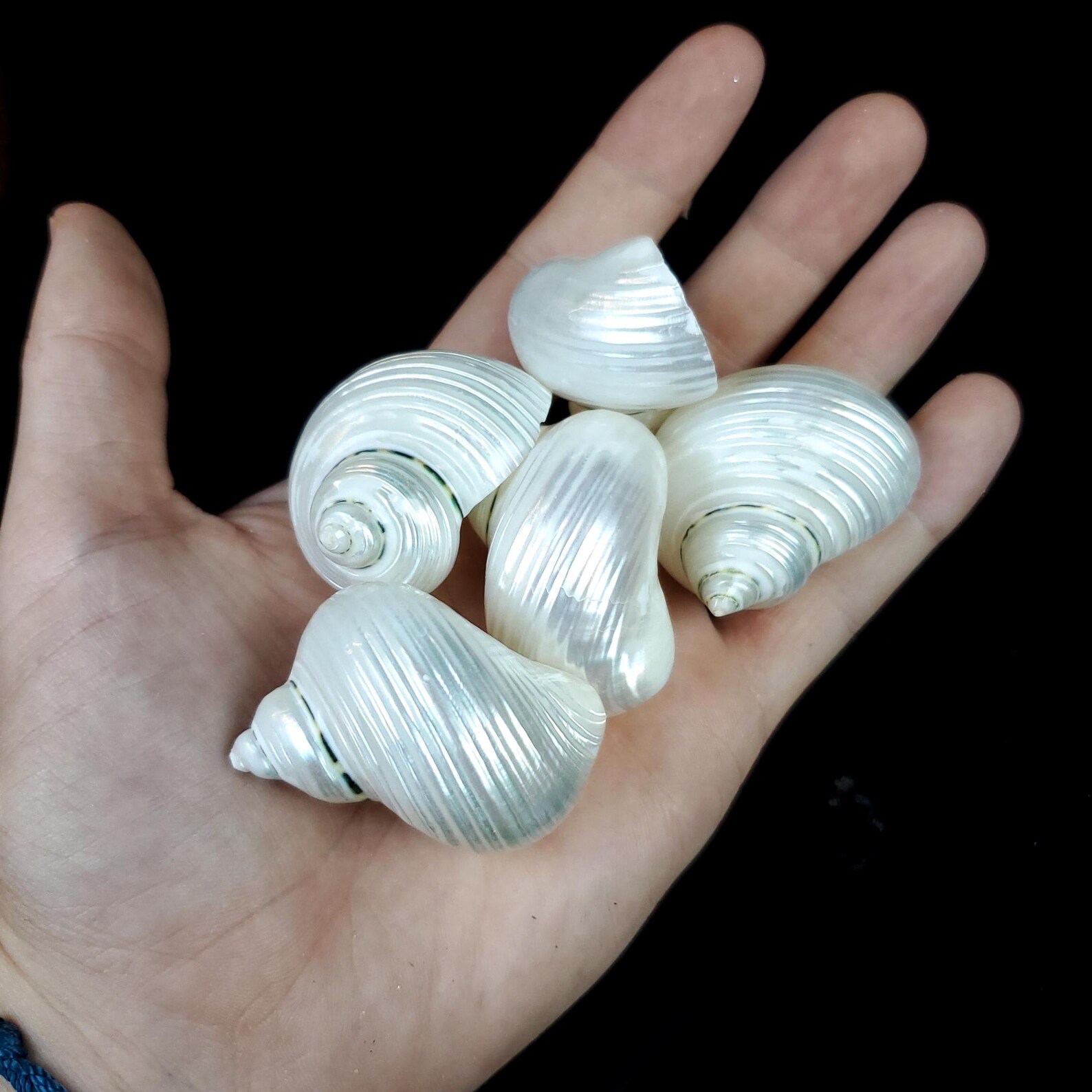 Pearl Silver Mouth Turban Shells 1 1/2 2 Inches - Etsy