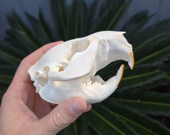 Grade A North American Beaver Skull (4.5 inches)
