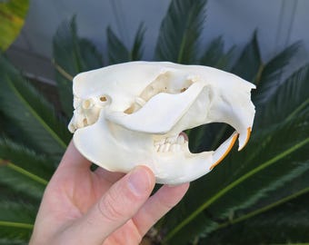 Grade A North American Beaver Skull (4.5 Inches)