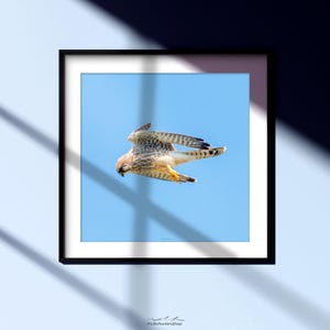 Giardino per daltonici: Falco