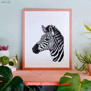 Animali: Zebra