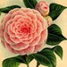 Lizzie reviewed Vintage Botanical Print - Pink Camellia Flower Clipart Digital Download Floral Illustration Shabby Chic Wall Art Print