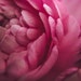 cahoward3271 reviewed Pink Peony Photo Print - Printable Art Nature Print Pink Flowers Floral Wall Art Print 8 x 10