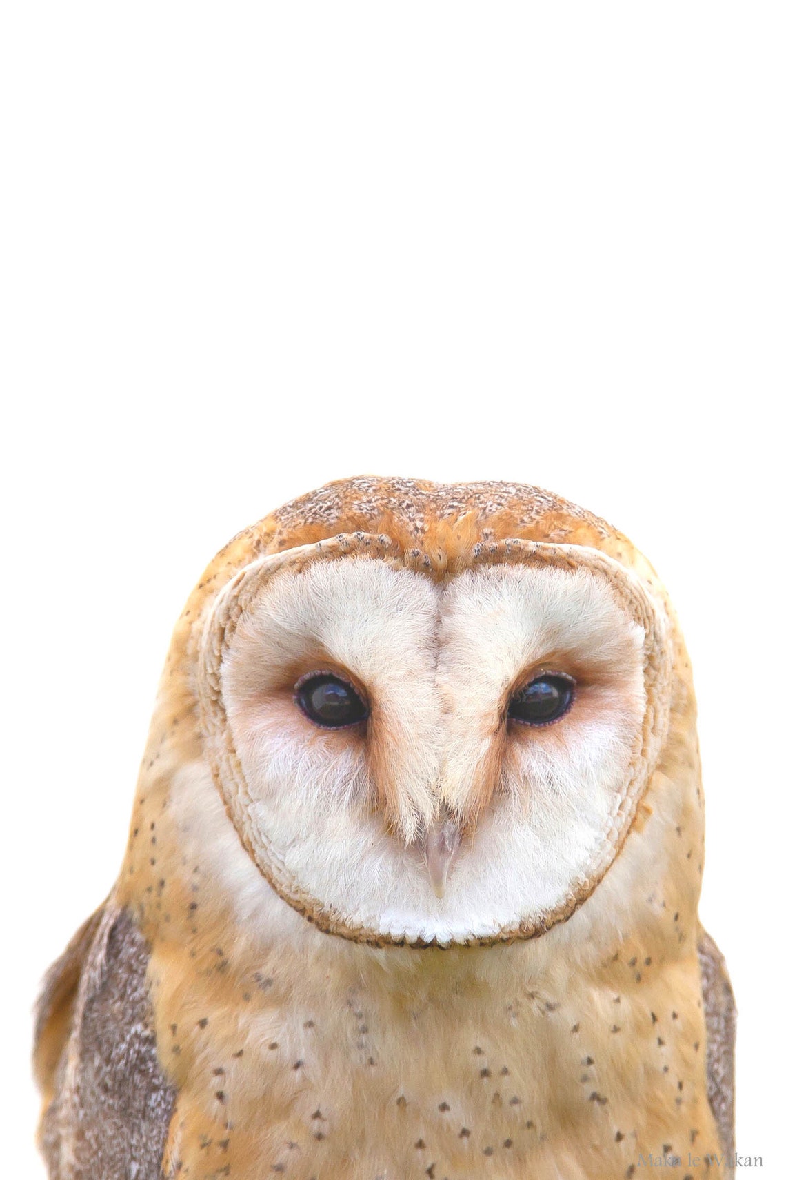 Owl Photo Print Barn Owl Bird Photography Printable Wall | Etsy