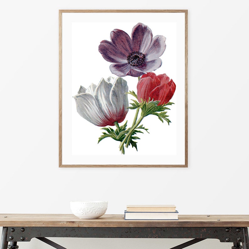 Vintage Botanical Print  Anemone Flowers Clipart Digital image 2