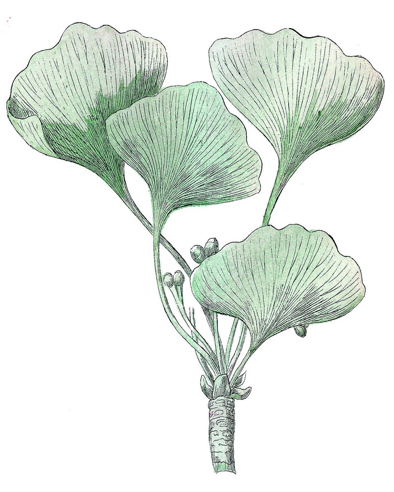 Ginkgo Leaf Print  Ginkgo Botanical Clipart  Green Leaves image 0
