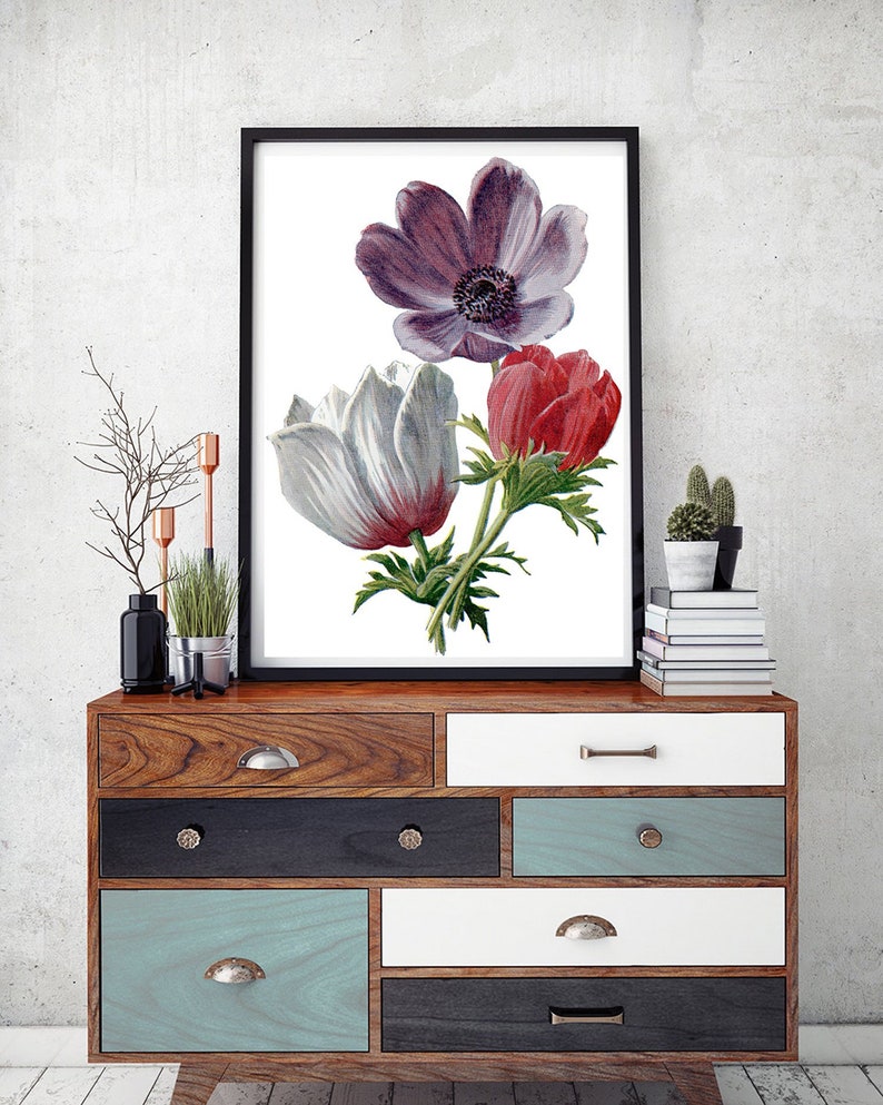 Vintage Botanical Print  Anemone Flowers Clipart Digital image 0