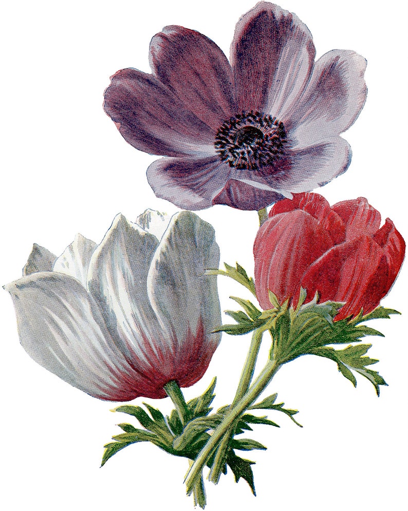 Vintage Botanical Print  Anemone Flowers Clipart Digital image 1