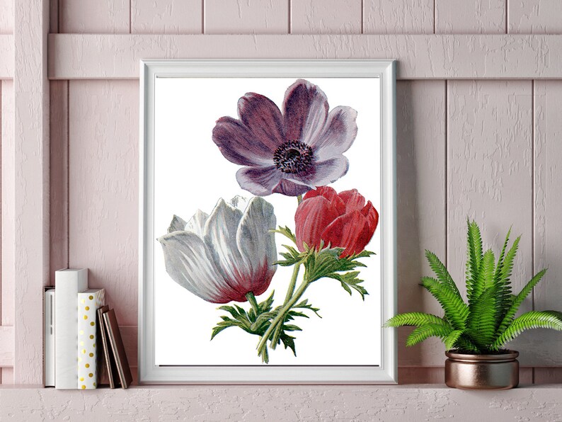 Vintage Botanical Print  Anemone Flowers Clipart Digital image 3