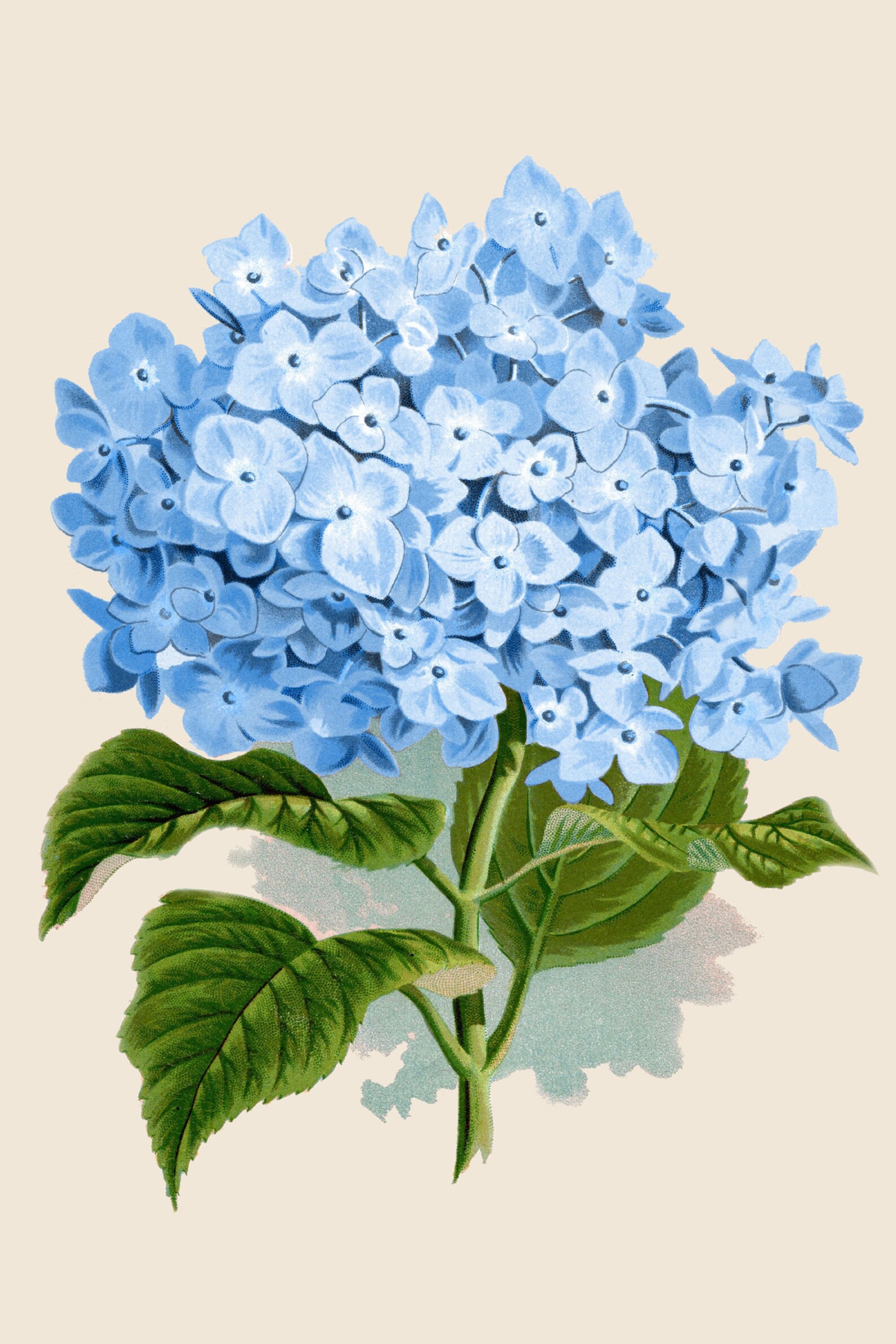 Blue Hydrangea Flower Clipart Vintage Botanical Print | Etsy