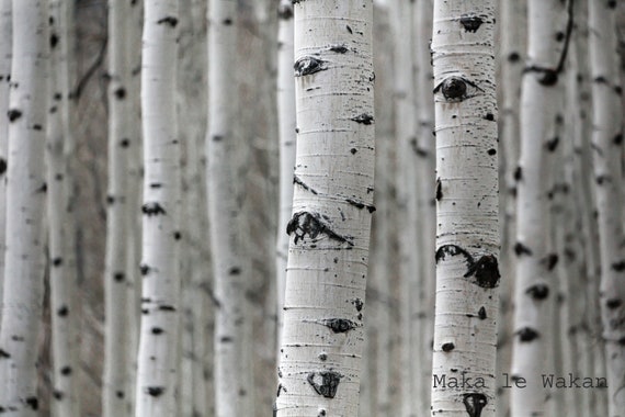 birch tree canvas print