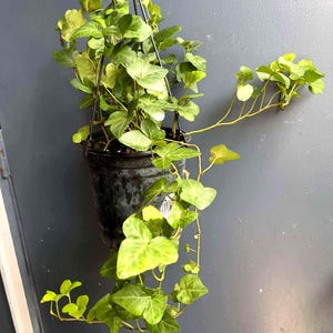 English Ivy Live Plant 1 Gallon | Hardy Trailing Vine 10–20&quot; Long | Easy Care Indoor Outdoor Houseplant | Bare Root | Exact Plant
